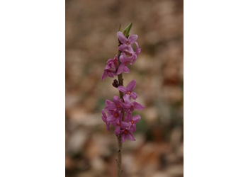 Echter Seidelbast (Daphne mezereum) - © Emanuel Trummer